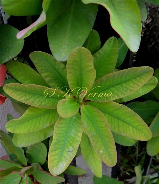  Leafy shoot